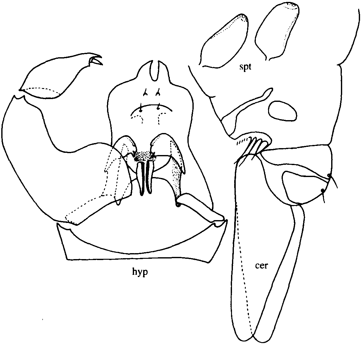 20.溪岸細(xì)蠓